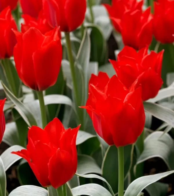 Romantische Blumen zum Valentinstag rote Tulpen symbolisieren grosses Glueck Neuanfang