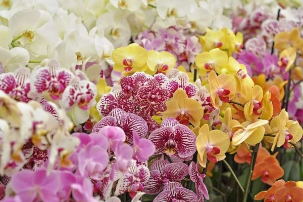 Romantische Blumen zum Valentinstag viele Orchideen im Blumenladen reiches Angebot