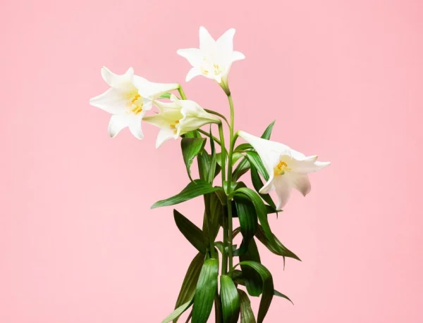 Romantische Blumen zum Valentinstag weisse Lilien symbolisieren reinheit Eleganz
