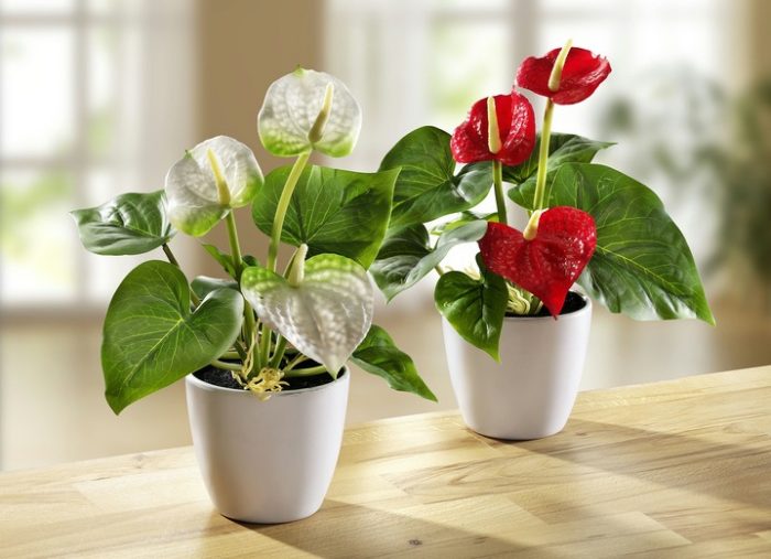 Zimmerpflanzen mit herzfoermigen Blaettern Anthurie rote und weisse Hochblaetter attraktiv ideen