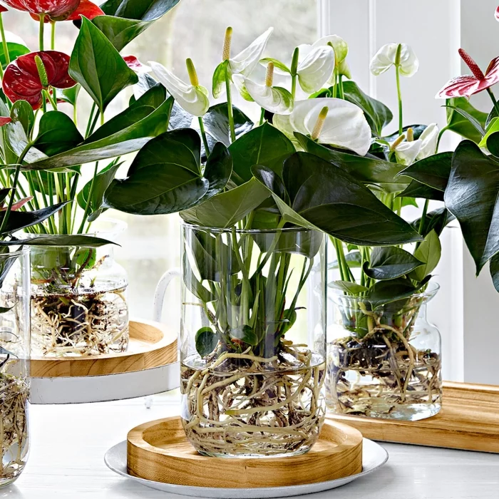 Zimmerpflanzen mit herzfoermigen Blaettern Anthurien im Glas pflegen schoene Hochblaetter