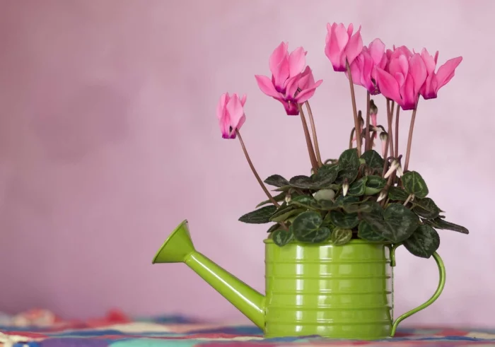 Zimmerpflanzen mit herzfoermigen Blaettern Cyclame persikum rosa Blueten in Giesskanne