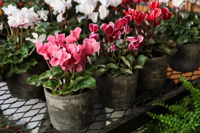 Zimmerpflanzen mit herzfoermigen Blaettern Cyclamen verschiedene Farben Blumengeschenk