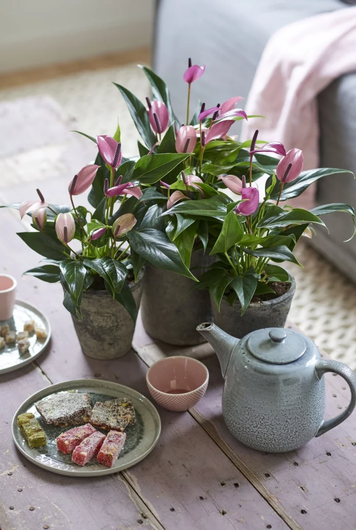 Zimmerpflanzen mit herzfoermigen Blaettern rosa Anthurien interessanter Blickfang im Zimmer
