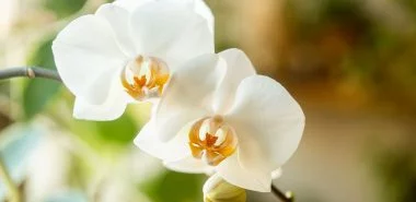 Bananenschale als Dünger für Orchideen benutzen