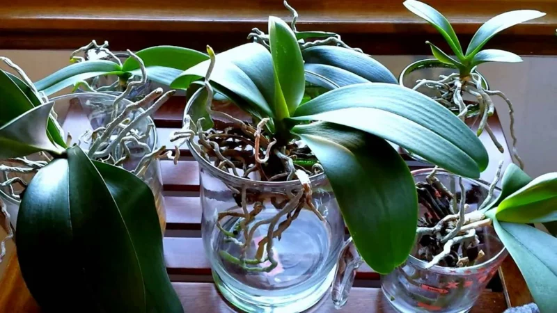 hydroponik orchideen im glas halten