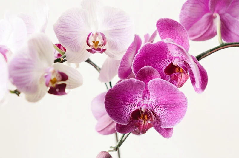 orchidee schneiden bluete titel