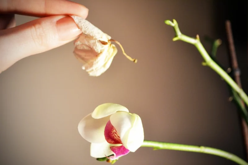 orchidee schneiden blueteabfall