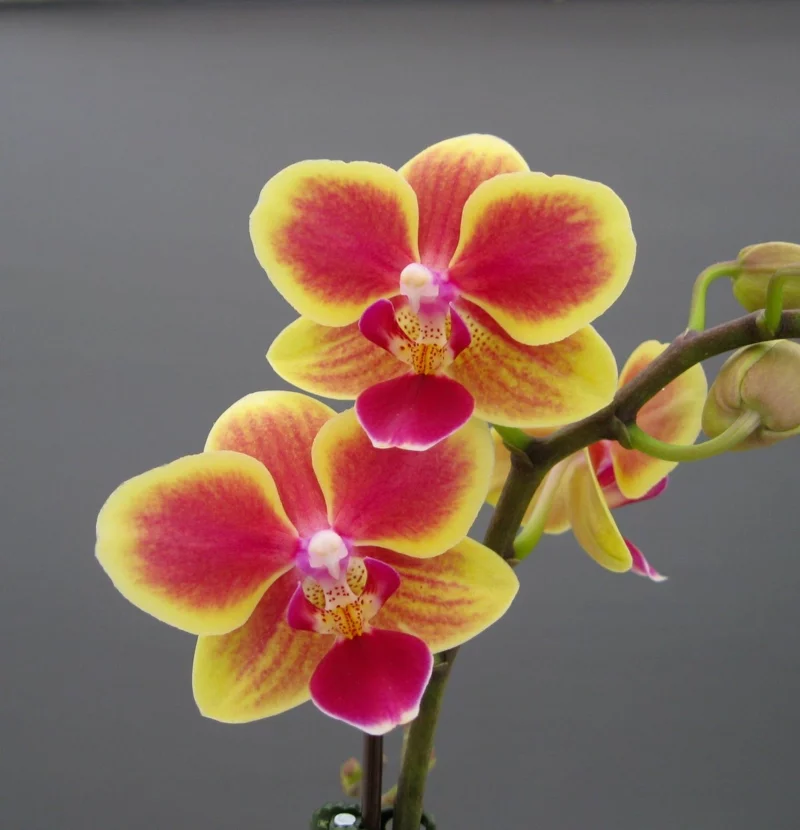orchidee schneiden richtiges werkzeug bakterien