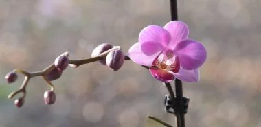 orchideenbluete