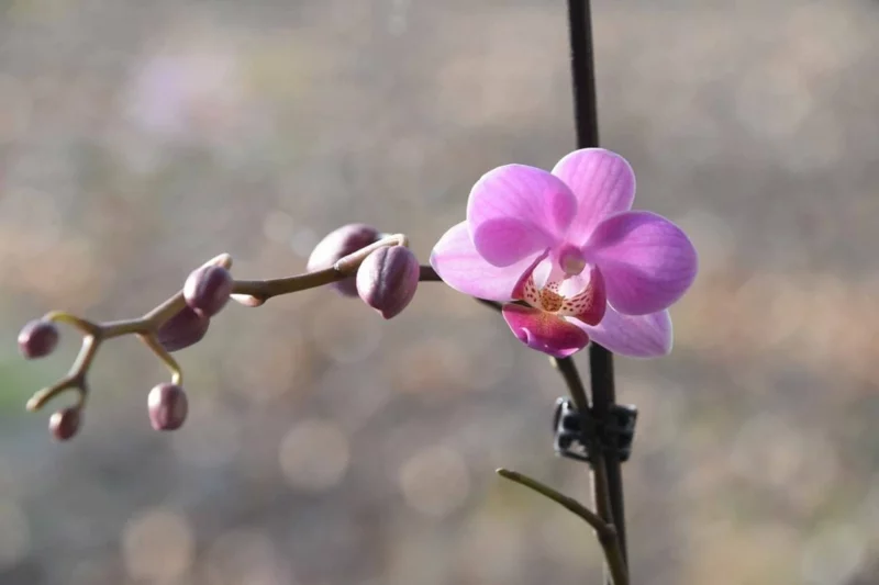 orchidee schneiden richtiges werkzeug bleute