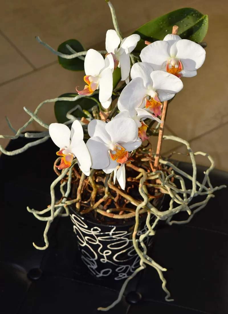 orchidee schneiden richtiges werkzeug eintriebig