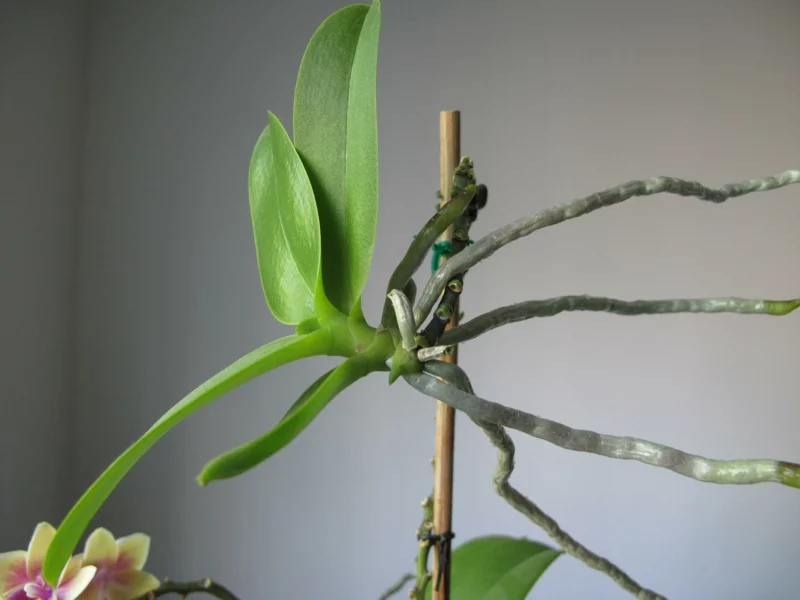 orchidee schneiden richtiges werkzeug luftwurzel