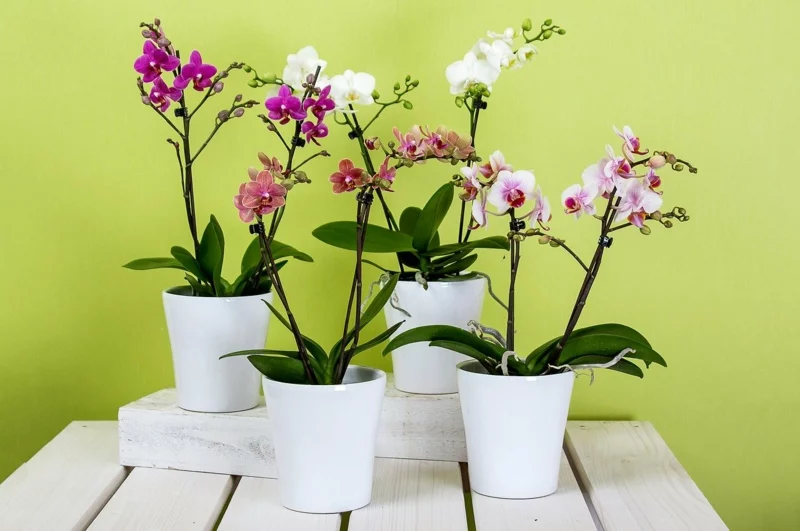 orchidee schneiden richtiges werkzeug rosa