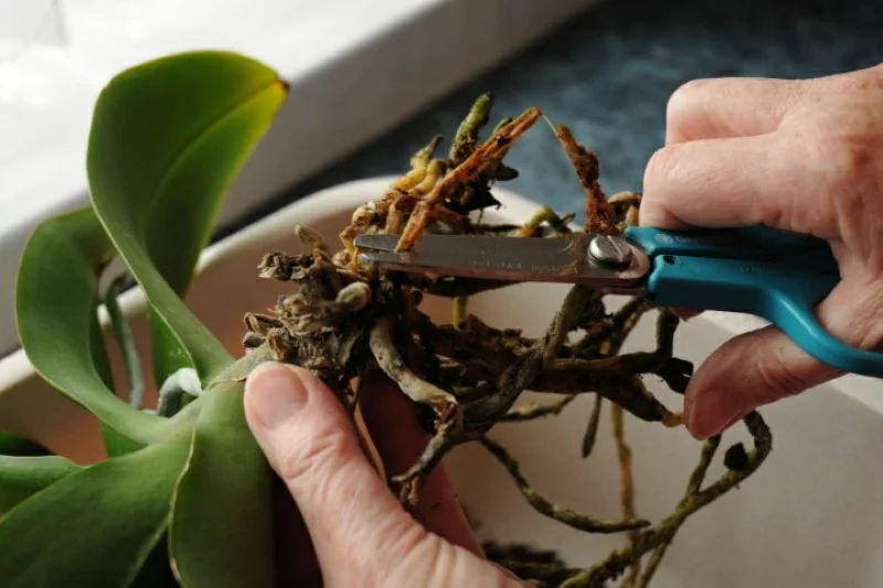 orchidee schneiden richtiges werkzeug verdorbene wurzel