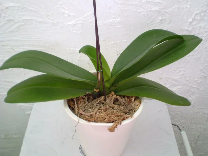 orchidee schneiden richtiges werkzeug wie oft tauchen