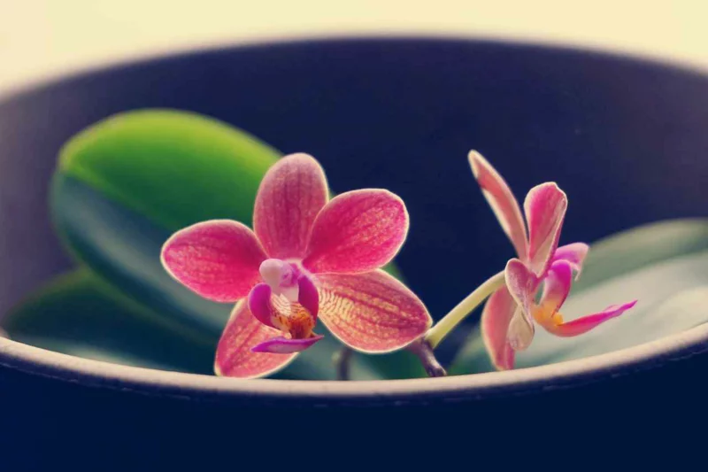orchideen blueten bananenschale als duenger