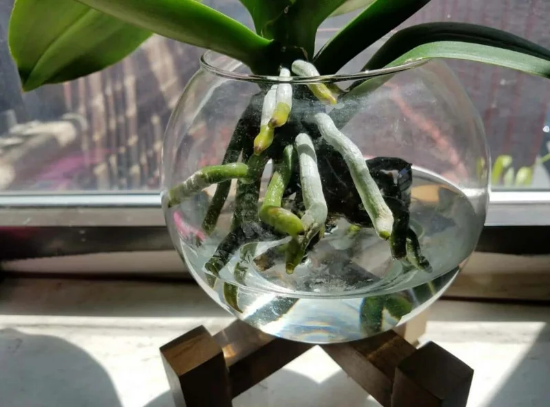 orchideen im glas mit wasser halten