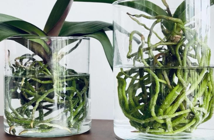 Orchideen im glas ohne Substrat in Wasserkultur halten
