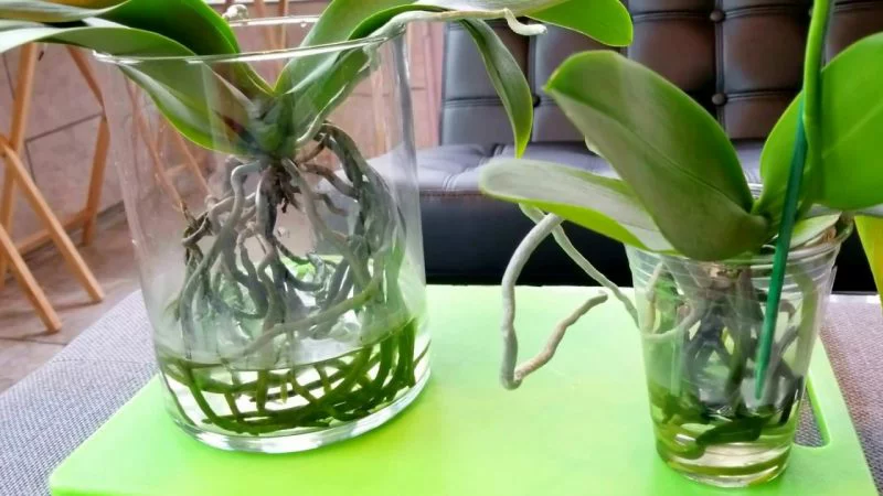 orchideen im glas ohne erde halten