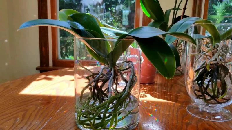 orchideen im glas tipps und tricks