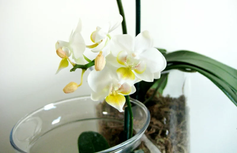 orchideen im glas