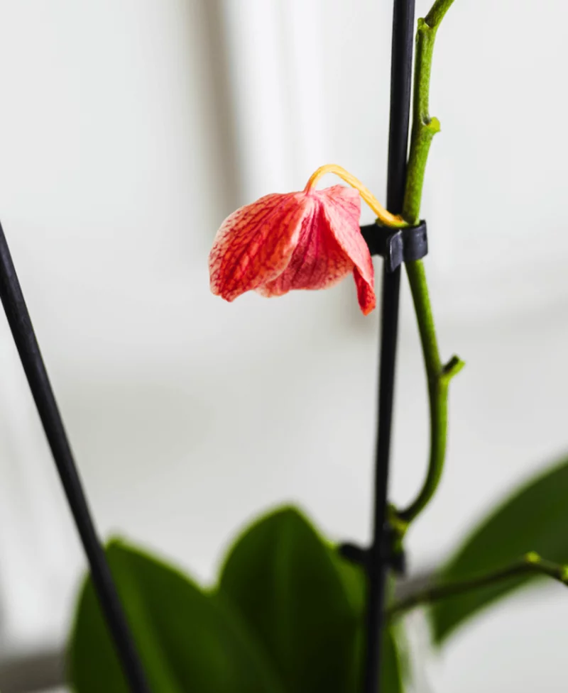 orchideen pfegen in der ruhephase