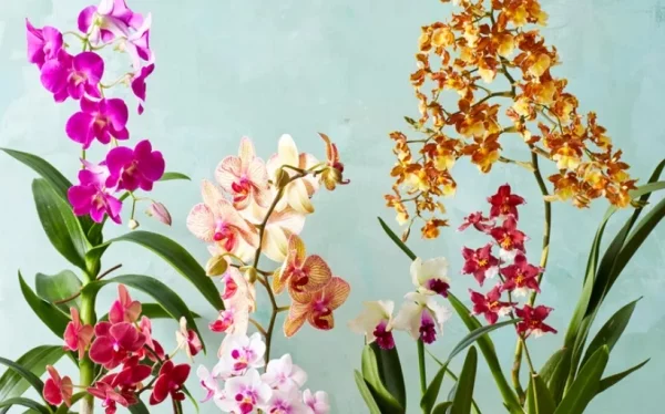 romantische Blumen zum Valentinstag Orchideen feine Blueten in verschiedenen Farben