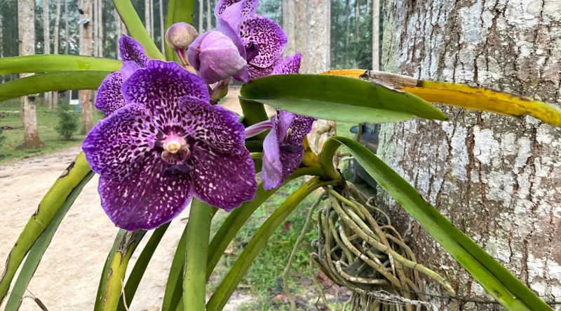 vanda orchideen im glas halten