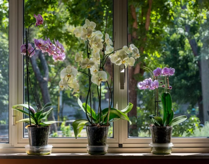 Orchideen umtopfen die Pflanzen zeigen dann herrliche Blueten