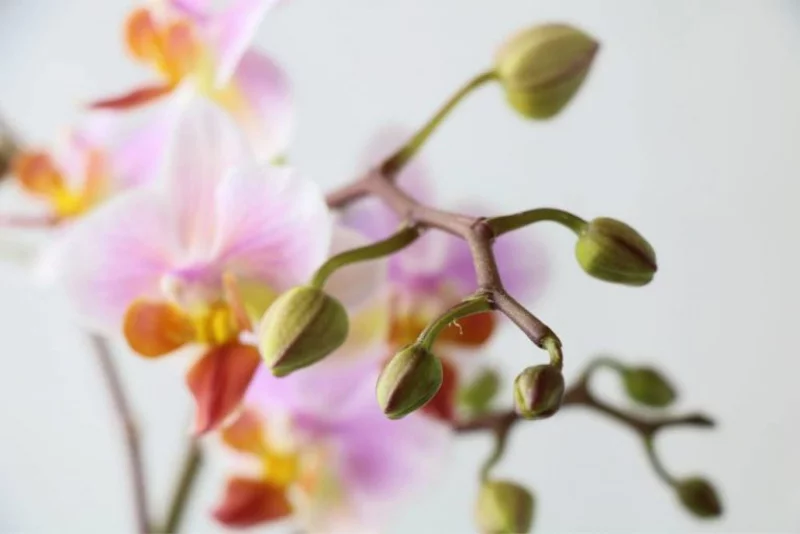 Orchideen umtopfen fantastische Formen herrliche Farben ideen