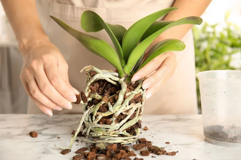 Orchideen umtopfen in 5 leichten Schritten die Wurzeln schonen