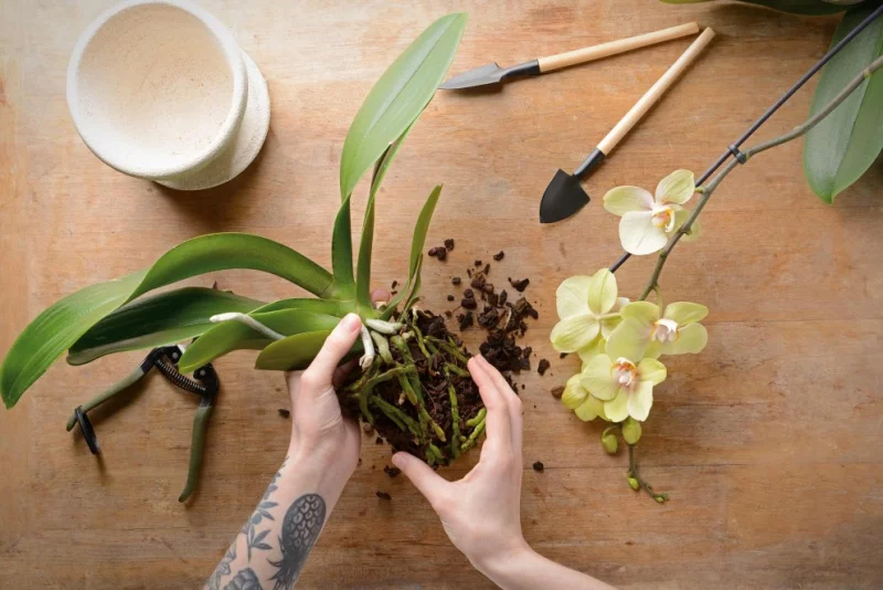 Orchideen umtopfen leicht gemacht die Pflanze aus dem Topf heruasnehmen
