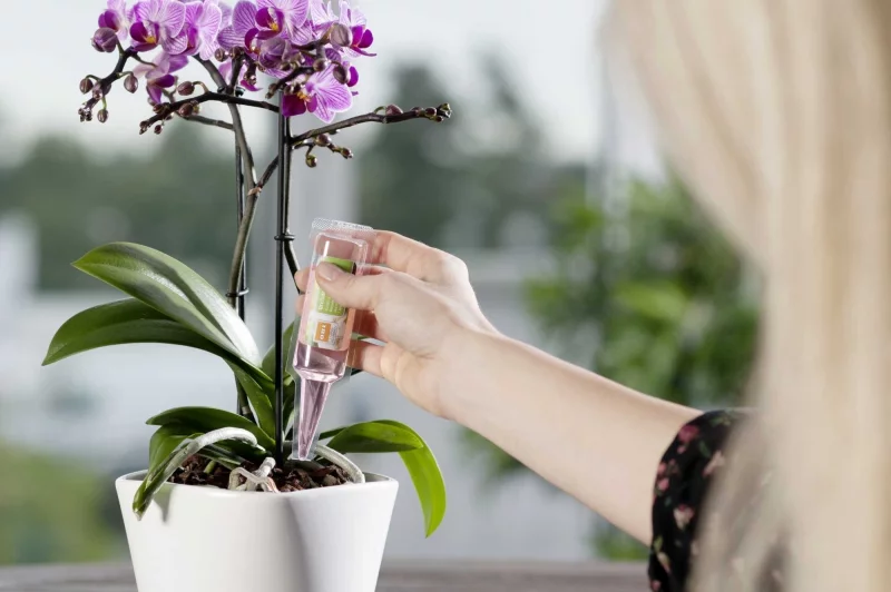 Orchideen umtopfen regelmässige Wassergaben tun der Pflanze gut