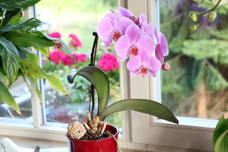 Orchideen umtopfen waehrend der Bluetezeit nicht umtopfen nicht gut fuer die Zimmerpflanze