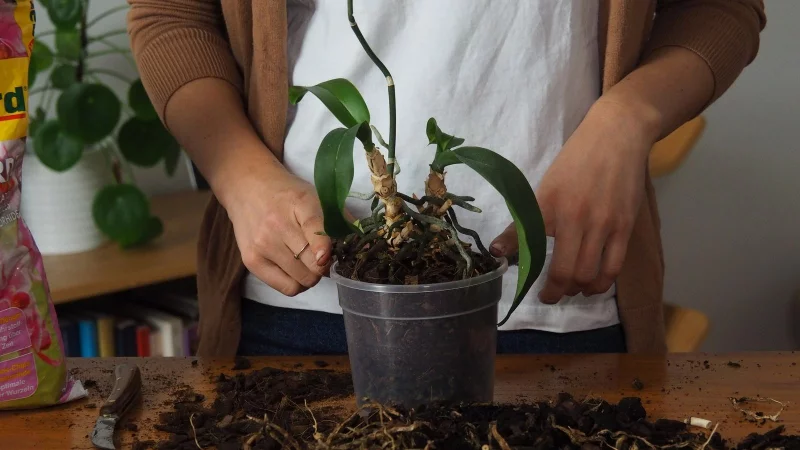 Orchideen umtopfen wichtige Infos nuetzliche Tipps dafuer