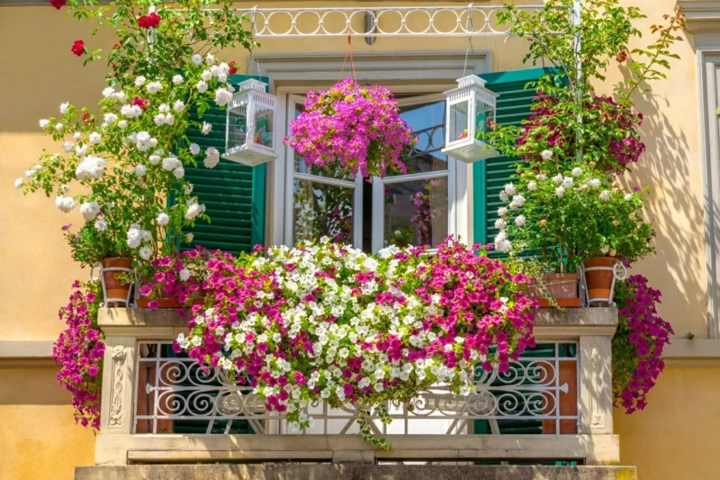 bienefreundliche pflanzen fuer den balkon kornblume titel balkon beispiel