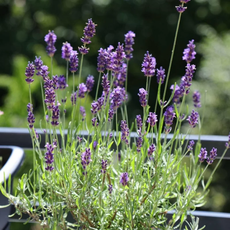 bienefreundliche pflanzen fuer den balkon lavendel