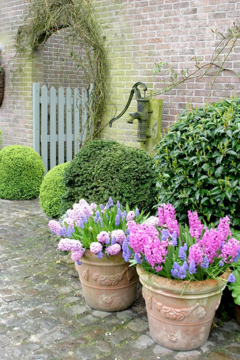 große kuebel bepflanzen garten ideen gartenarbeit im maerz hyazinth