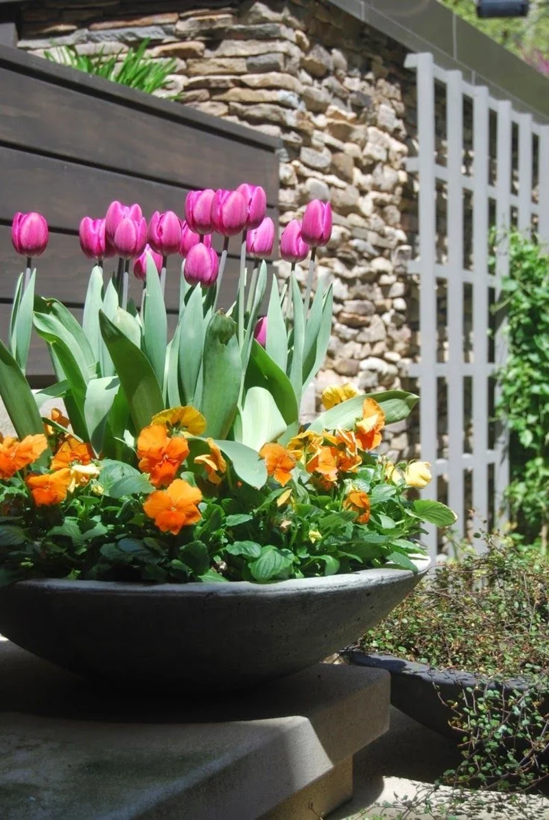 große kuebel bepflanzen garten ideen gartenarbeit im maerz tulpen und stiefmuetterchen