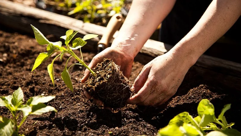 paprika anbauen tipps fehler paprika auspflanzen paprikasorte bestimmen wann auspflanzen