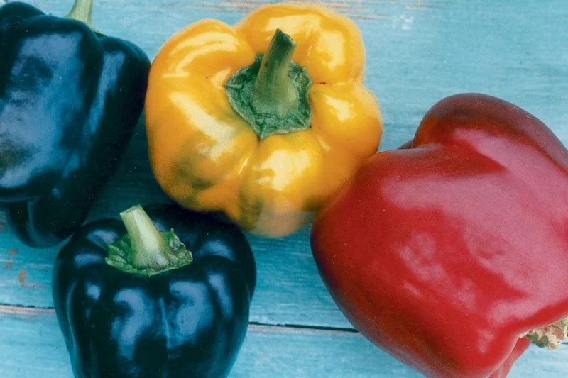 paprika anbauen tipps fehler paprika auspflanzen richtige temperatur