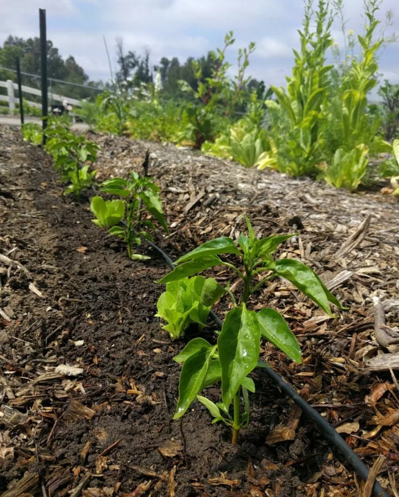 paprika anbauen tipps fehler pflegetipps geschenkideen gartenarbeit im maerz