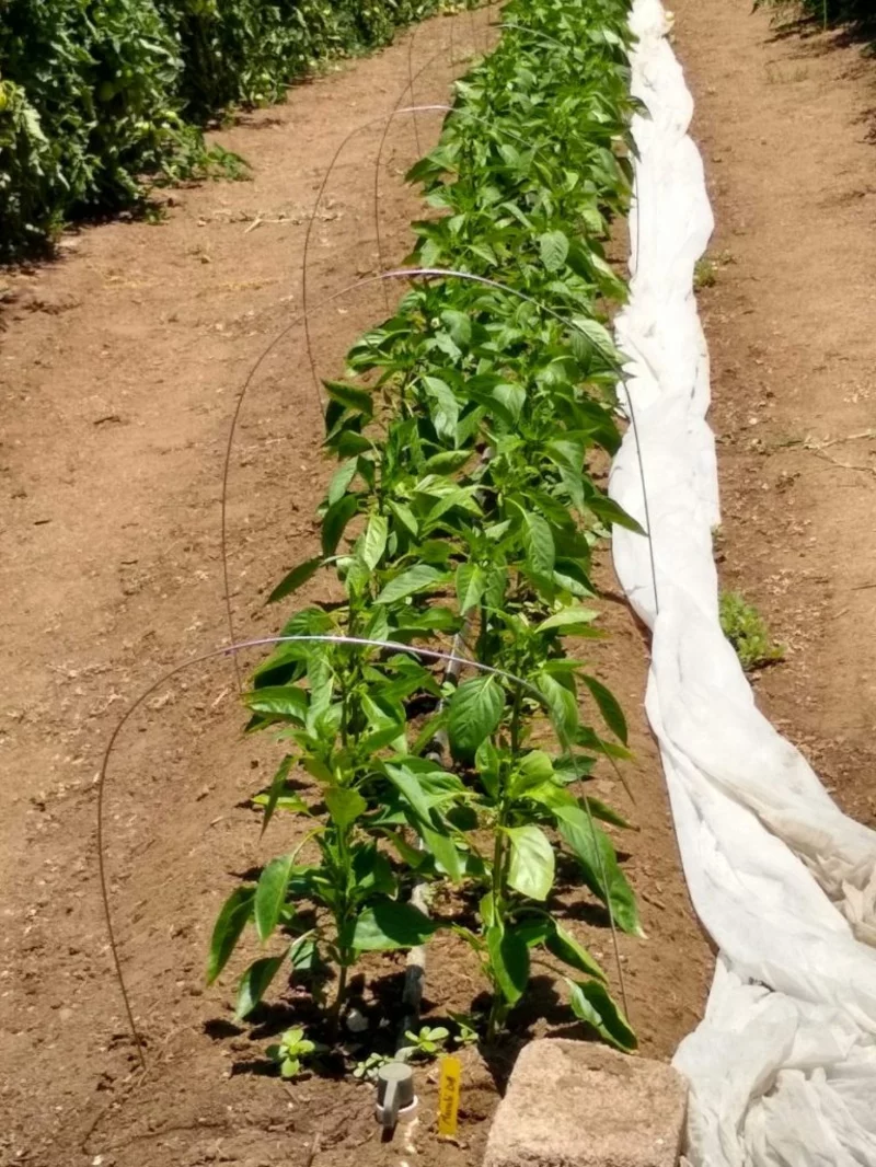 paprika anbauen tipps fehler pflegetipps geschenkideen paprika anbauen fehelr