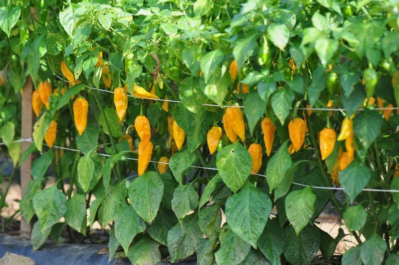 paprika anbauen tipps fehler pflegetipps geschenkideen stuetze besorgen abstand halten