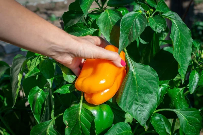 paprika anbauen tipps fehler pflegetipps geschenkideen stuetze besorgen die richtige erde