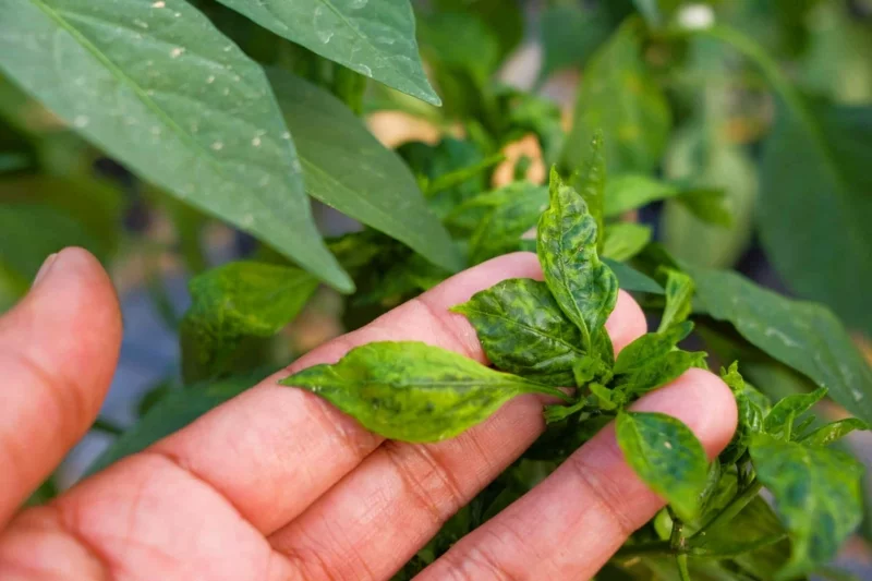 paprika anbauen tipps fehler pflegetipps geschenkideen stuetze besorgen paprika duengen