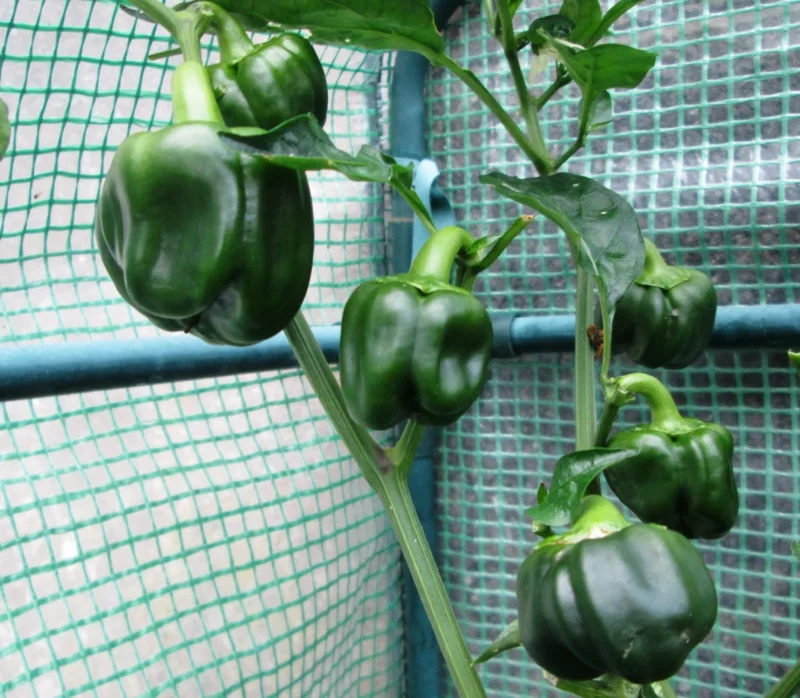 paprika anbauen tipps fehler pflegetipps geschenkideen stuetze besorgen