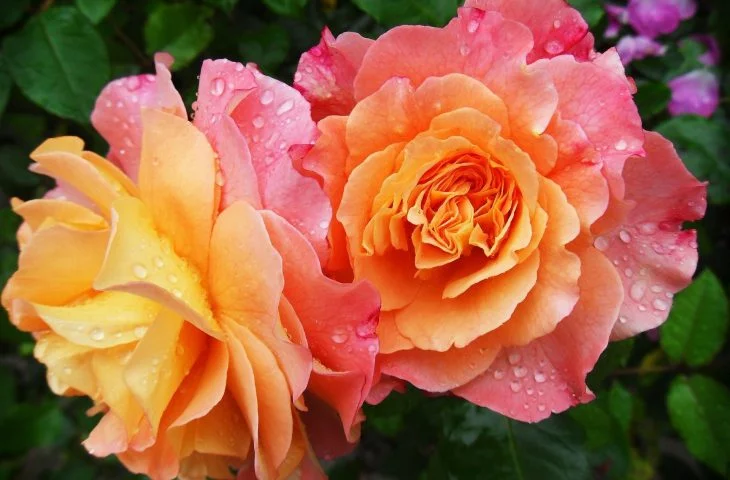 schön blühende Rosen