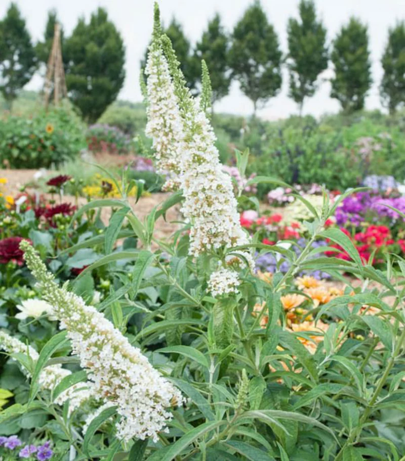 schmetterlingsflieder pflanzen Buddleja davidii tipps